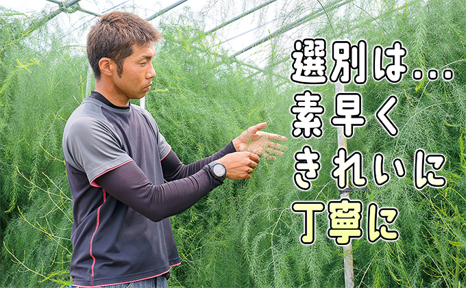 北海道赤平市のふるさと納税 アスパラ 北海道 朝採り 春グリーンアスパラ 約1kg 2L L M サイズ混合［ほりぐち農園］ ※2026年4月中旬出荷開始先行予約 野菜 アスパラガス グリーンアスパラ 旬 とれたて お取り寄せ 産地直送 生産者直送
