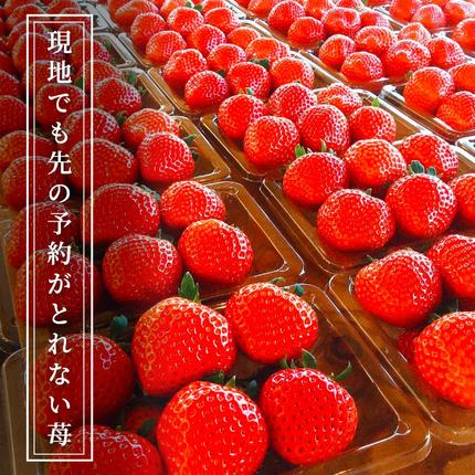 香川県東かがわ市のふるさと納税 空浮いちご 8パック「北海道・沖縄・離島へのお届け不可」 果物 フルーツ 香川県産 ハウス育ち デザート おやつ 食後 お菓子作り ケーキ作り