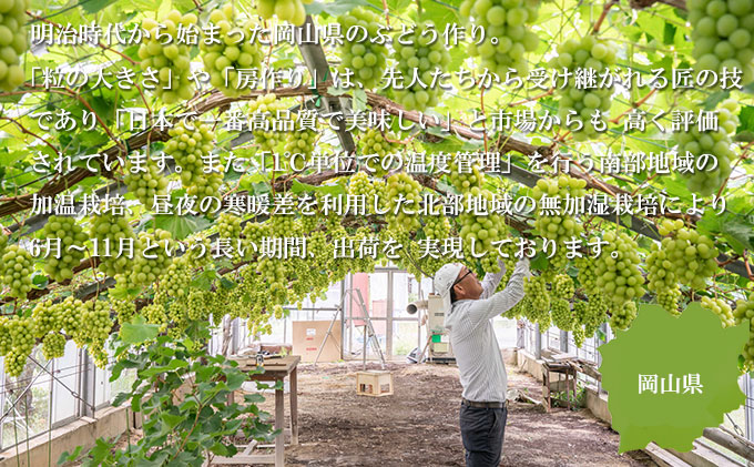 岡山県玉野市のふるさと納税 ぶどう 2026年 先行予約 シャイン マスカット 晴王 約600g×1房 ブドウ 葡萄  岡山県産 国産 フルーツ 果物 ギフト 果物類