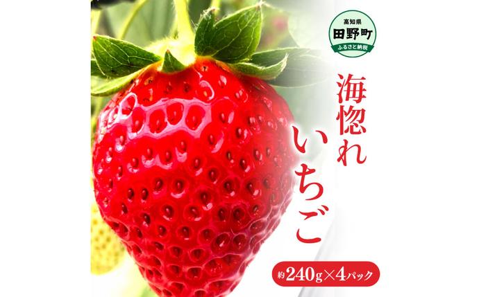 ≪農園直送≫ 海惚れいちご 約240g×4パック (S～Lサイズ混載) いちご