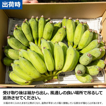 沖縄県南風原町のふるさと納税 【希少】甘さ濃厚もっちりアップルバナナ3kg
