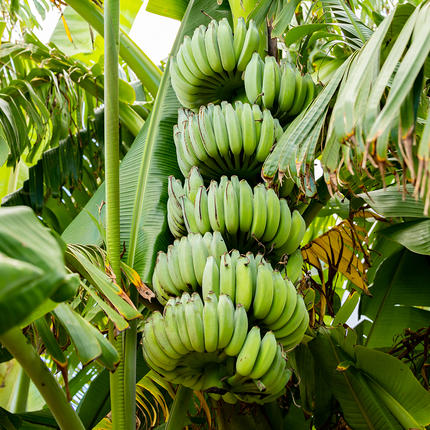 沖縄県南風原町のふるさと納税 【希少】甘さ濃厚もっちりアップルバナナ3kg