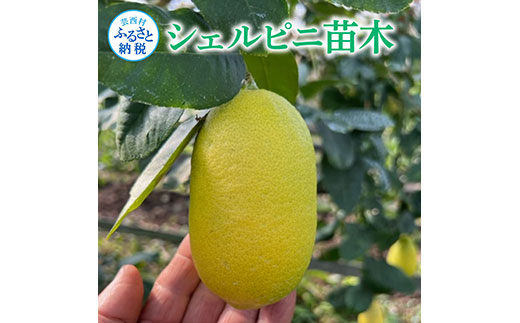フルーツの木 種なしレモン シェルピニ苗木 柑橘 柑橘苗木 果樹苗木 自家栽培 ガーデニング 家庭菜園 ベランダ栽培 ライムとレモンの香り ヒマラヤン ライムレモン 高知県 芸西村 故郷納税 返礼品 檸檬 lemon 土佐 果物 かんきつ類