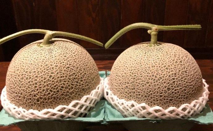 北海道上富良野町のふるさと納税 【令和7年産】メロン 1.6kg～1.99kg 2玉 北海道 上富良野産 最上等級 秀品 赤肉メロン  糖度14度以上 糖度14 セット めろん 果物 フルーツ デザート くだもの 旬の果物 旬のフルーツ 北海道 富良野 上富良野町