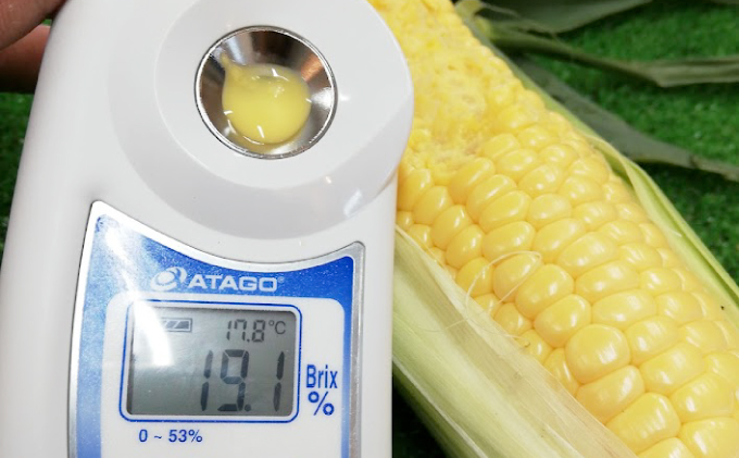 北海道幕別町のふるさと納税 2026年発送先行予約 北海道 十勝 幕別産 とうもろこし 恵味ゴールド 10本「じゅんかん育ち」北王農林［十勝BISTRO下水道プロジェクト］【 とうもろこし とうきび コーン 野菜 フルーツ 甘い 】