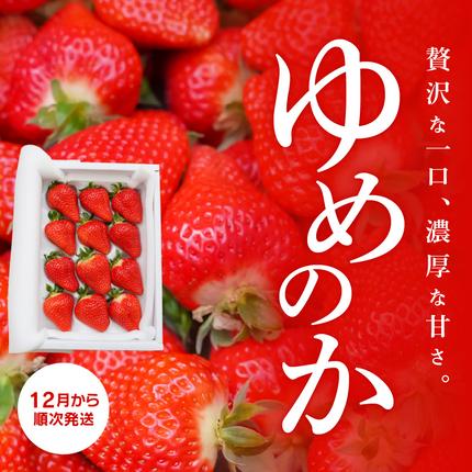 愛知県碧南市のふるさと納税 （予約受付中）【12月以降順次発送】まるで赤いサファイア!!丹精込めた完熟いちご!! 約450g H130-012