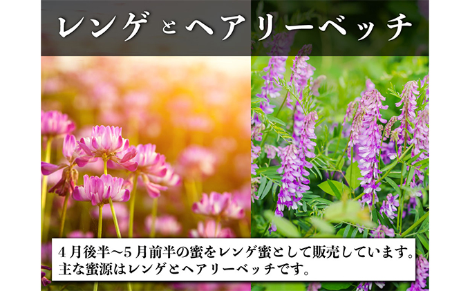 岡山県瀬戸内市のふるさと納税 レンゲ はちみつ 3本セット（1本240g）岡山県 瀬戸内市産 石黒農園 上品なコク まろやか 口当たり 爽やか 甘み 柔らかい味わい フルーティー トンガリ容器入り ヨーグルト パン 砂糖の代わり