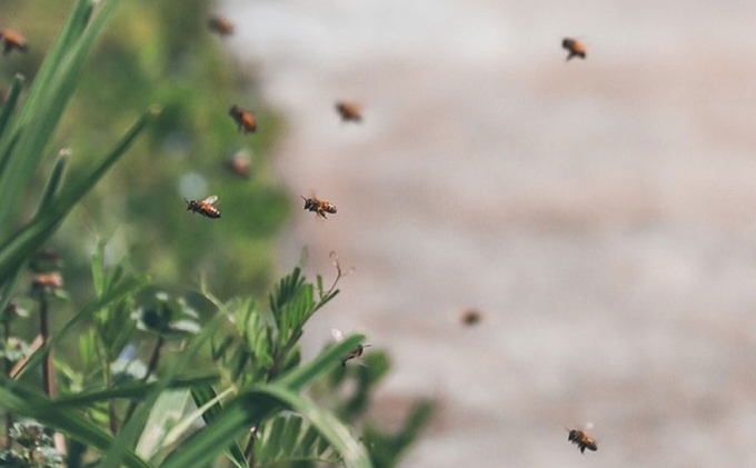 岡山県瀬戸内市のふるさと納税 レンゲ はちみつ 3本セット（1本240g）岡山県 瀬戸内市産 石黒農園 上品なコク まろやか 口当たり 爽やか 甘み 柔らかい味わい フルーティー トンガリ容器入り ヨーグルト パン 砂糖の代わり