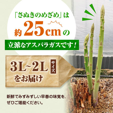 香川県東かがわ市のふるさと納税 アスパラガス【さぬきのめざめ】3L・2Lサイズ1kg 野菜 夏野菜