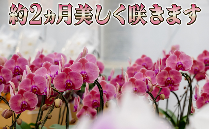北海道赤平市のふるさと納税 大輪ピンク系胡蝶蘭1本立て 胡蝶蘭 花 ギフト プレゼント お祝い 贈り物  インテリア 植物