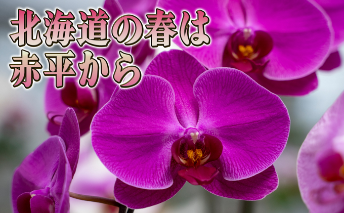 北海道赤平市のふるさと納税 大輪ピンク系胡蝶蘭1本立て 胡蝶蘭 花 ギフト プレゼント お祝い 贈り物  インテリア 植物