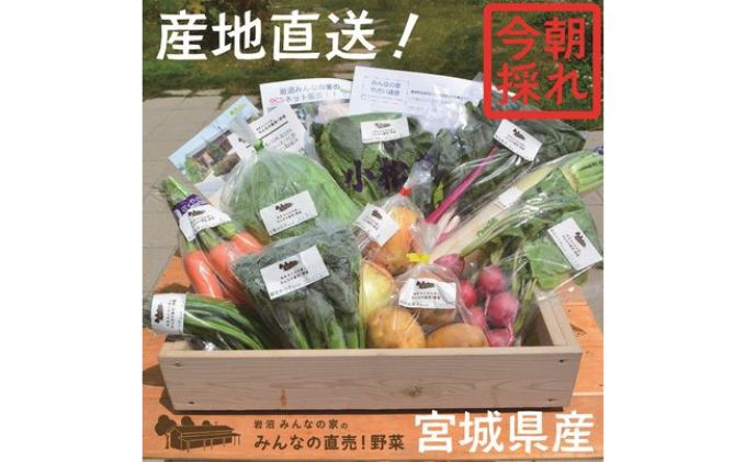 宮城県岩沼市のふるさと納税 岩沼 みんなの家の 「 みんなの野菜 ! 」 朝どれ 野菜 8～10個 セット 詰め合わせ
