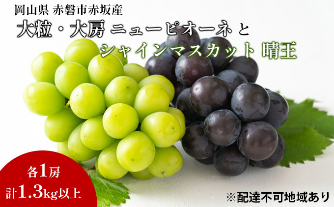 岡山県赤磐市のふるさと納税 ぶどう 2026年 先行予約 シャイン マスカット 晴王 1房 ニューピオーネ 大粒 大房 1房 合計1.3kg以上 ブドウ 葡萄 岡山県 赤磐市産 国産 フルーツ 果物 ギフト 赤坂青空市 果物類