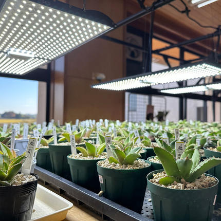 ヘリオスグリーンLED PRO HGP-101 ※極美品、新品、未使用 BN013-1 あらゆる植物・野菜・果樹に使用できる広角照射モデル 植物