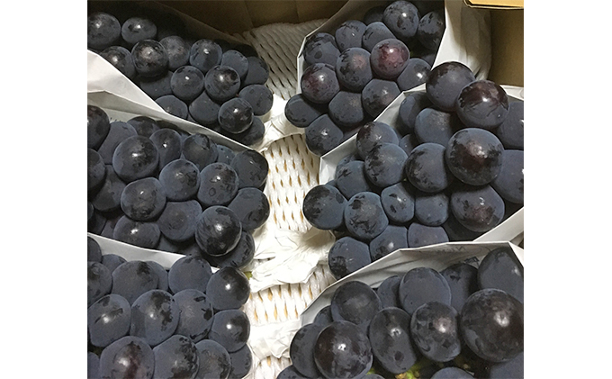 岡山県高梁市のふるさと納税 ニュー ピオーネ 2kg前後 3房～5房 葡萄 フルーツ 岡山 高梁市産 ぜきお農園 ぶどうclub 2026年 先行予約 果物