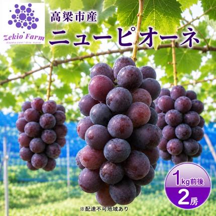 岡山県高梁市のふるさと納税 ニュー ピオーネ 1kg前後 2房 葡萄 フルーツ 岡山 高梁市産 ぜきお農園 ぶどうclub 2026年 先行予約 果物