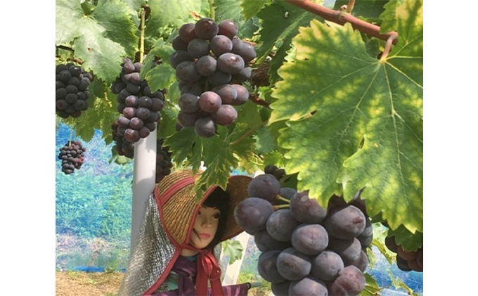 岡山県高梁市のふるさと納税 ニュー ピオーネ 2kg前後 3房～5房 葡萄 フルーツ 岡山 高梁市産 ぜきお農園 ぶどうclub 2026年 先行予約 果物