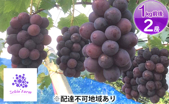 岡山県高梁市のふるさと納税 ニュー ピオーネ 1kg前後 2房 葡萄 フルーツ 岡山 高梁市産 ぜきお農園 ぶどうclub 2026年 先行予約 果物