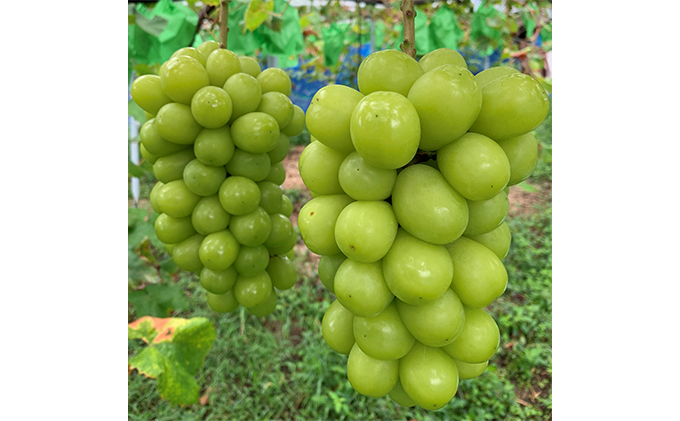 岡山県高梁市のふるさと納税 シャインマスカット 2房 合計1kg前後 葡萄 フルーツ 岡山 高梁市産 ぜきお農園 ぶどうclub 2026年 先行予約 果物類