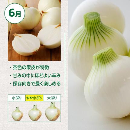 愛知県碧南市のふるさと納税 (2026年発送) ≪『満天☆青空レストラン』で紹介されました！≫新玉ねぎ 生がおいしい 神重農産のブランド玉ねぎ「旬玉」5kg ブランド玉ねぎ 玉ねぎ 国産 愛知県産 野菜 やさい 農家直送 畑直送 旬 期間限定 たまねぎ 旬 特産 高評価 高リピート 人気 H105-220