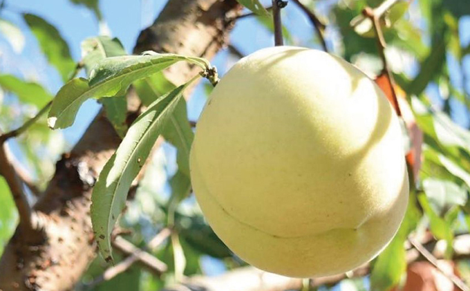 岡山県赤磐市のふるさと納税 桃 2026年 先行予約 7月の旬な 白桃 をお届け！約1.5kg 5～7玉 もも モモ 岡山県 赤磐市産 国産 フルーツ 果物 ギフト あみかフルーツ 岡山の桃 旬のフルーツ 柔らかい ジューシー 産地直送 旬の桃