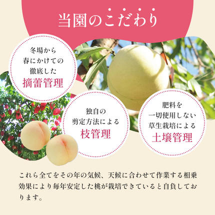 岡山県赤磐市のふるさと納税 桃 2026年 先行予約 清水 白桃 をお届け！約1.5kg 5～7玉 糖度センサー選果 糖度12度以上 もも モモ 岡山県 赤磐市産 国産 フルーツ 果物 ギフト あみかフルーツ 果汁 産地直送