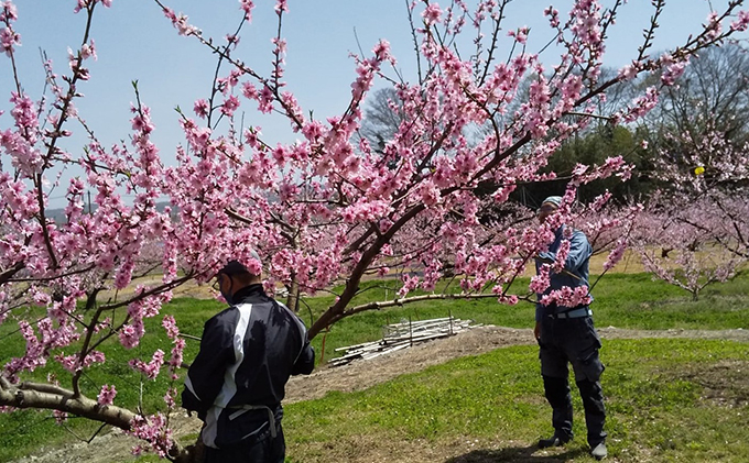 岡山県赤磐市のふるさと納税 桃 2026年 先行予約 7月の旬な 白桃 をお届け！約1.5kg 5～7玉 もも モモ 岡山県 赤磐市産 国産 フルーツ 果物 ギフト あみかフルーツ 岡山の桃 旬のフルーツ 柔らかい ジューシー 産地直送 旬の桃