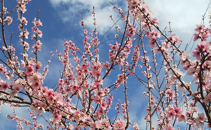 岡山県赤磐市のふるさと納税 桃 2026年 先行予約 6月の旬な 白桃 をお届け！約1.5kg 5～7玉 もも モモ 岡山県 赤磐市産 国産 フルーツ 果物 ギフト あみかフルーツ 岡山の桃 旬のフルーツ 柔らかい ジューシー 産地直送 旬の桃