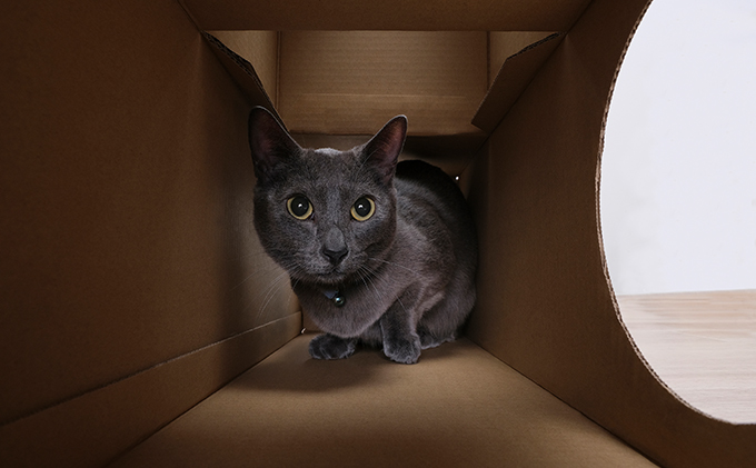 宮城県大河原町のふるさと納税 ねこねこトンネル フルセット P-NTF アイリスオーヤマ キャットウォーク 猫 猫用品 ねこ ペット ペット用品 爪とぎ 爪研ぎ おもちゃ ネコ キャットハウス キャットトンネル 遊び場 遊び道具 ダンボール 段ボール グッズ