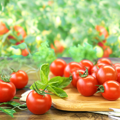 兵庫県西脇市のふるさと納税 【血圧が気になるあなたに！機能性表示食品】 霧のGABAトマト 300ｇ×12パック  兵庫県 西脇市 霧のいけうち トマト 野菜 青果 希少 GABA 甘い 甘味 酸味