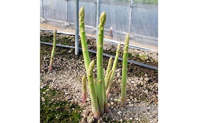 香川県綾川町のふるさと納税 香川県オリジナルアスパラガス「さぬきのめざめ」夏芽　約700g 野菜