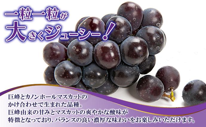 岡山県赤磐市のふるさと納税 ぶどう 2026年 先行予約 ニュー ピオーネ 大粒 大房 1房 650g以上 ブドウ 葡萄 岡山県 赤磐市産 国産 フルーツ 果物 ギフト 赤坂青空市 黒ブドウ 果物類