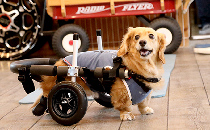 angel　ダックス4輪　リハビリ　食事補助　犬用車椅子　介護　犬の歩行器 犬用車椅子 4輪 歩行器 介護 リハビリ 小型 中型犬 老犬 ペット用 補助