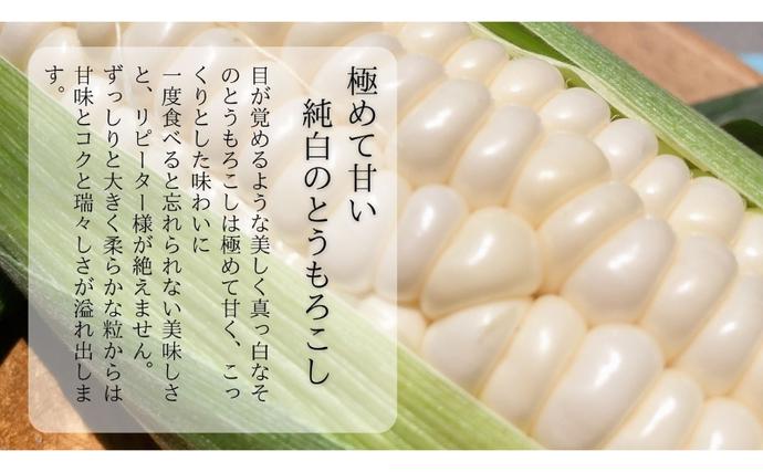 静岡県袋井市のふるさと納税 【先行予約】?極の?さと果汁 白いとうもろこし おすすめ コーン トウモロコシ 採れたて 新鮮 健康 ヘルシー 人気 厳選 袋井市