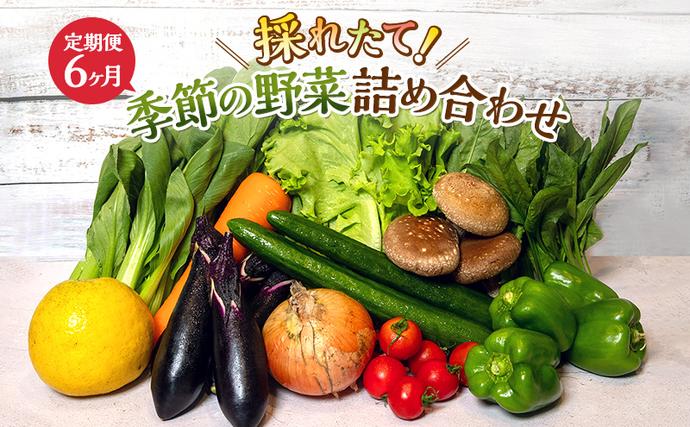とれたて 野菜 パック 定期便 6回 季節
