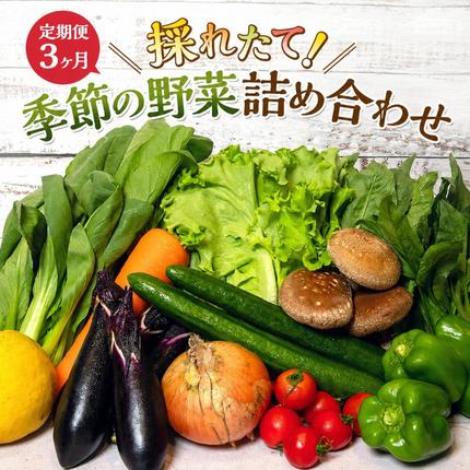 定期便 12回 季節の野菜 詰め合わせ セ