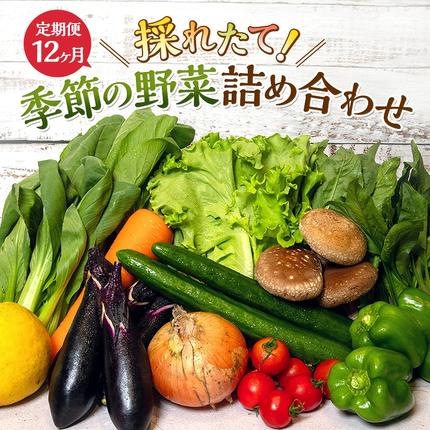 とれたて 野菜 パック 定期便 3回 季節