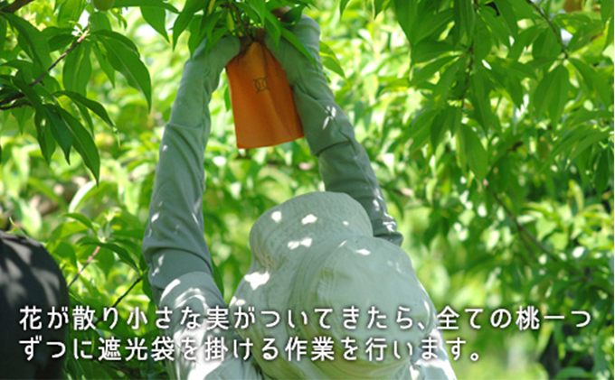 岡山県里庄町のふるさと納税 桃 2026年 先行予約 白桃 晩生種 大玉 約2.2kg 6～7玉 もも モモ 岡山県産 国産 フルーツ 果物 ギフト