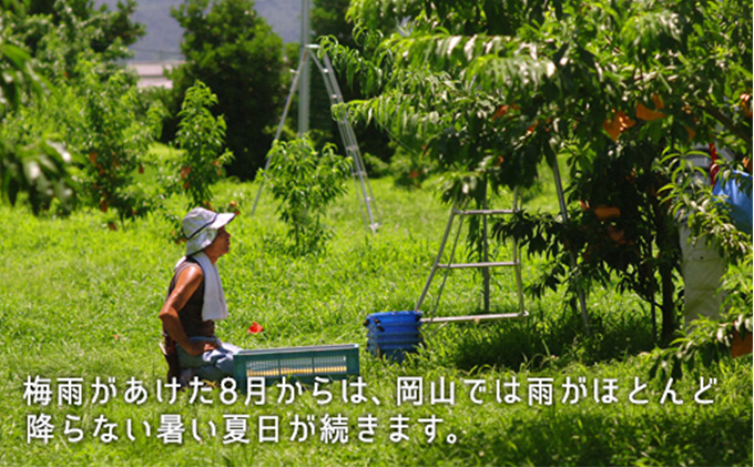 岡山県里庄町のふるさと納税 桃 2026年 先行予約 白桃 晩生種 大玉 約2.2kg 6～7玉 もも モモ 岡山県産 国産 フルーツ 果物 ギフト