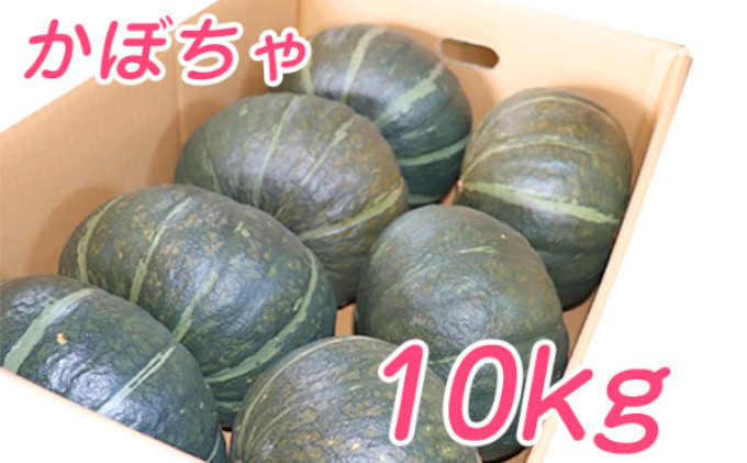 北海道産！かぼちゃ7玉入り 10kg！ ブラックのジョー！ 濃厚な甘さ！ブラックのジョー10kg：北海道産のブラックのジョー｜食べ