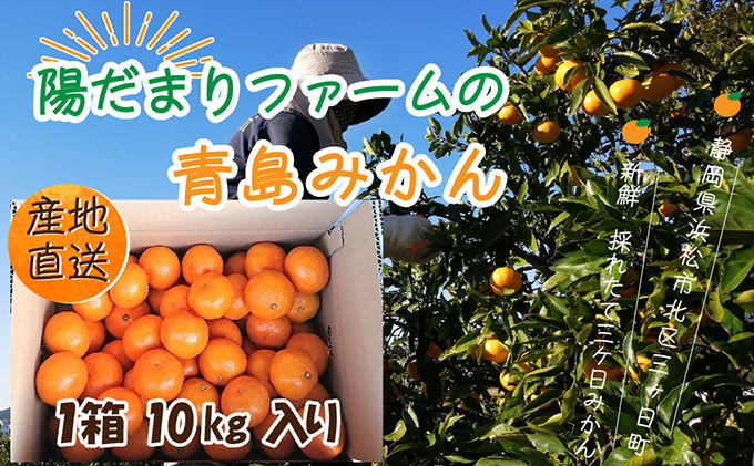 三ヶ日青島みかん　みかん　10kg ミカン　三ヶ日みかん 青島みかん【年内発送】 | 三ヶ日みかんの通販・ギフト購入ならJAみっ