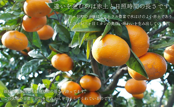 みかん 三ヶ日みかん 青島 10kg 陽だまりファーム 三ヶ日 青島みかん