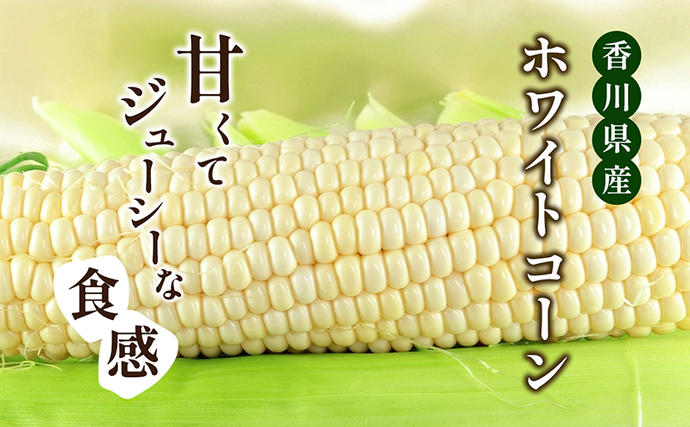 香川県東かがわ市のふるさと納税 ホワイトコーン 約2.5kg 野菜 とうもろこし 野菜セット