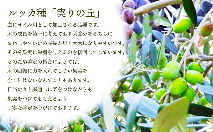 香川県土庄町のふるさと納税 予約商品【 小豆島 】[小豆島産100％] エキストラバージン オリーブオイル 200ml [ルッカ種] 実りの丘※2025年12月発送開始