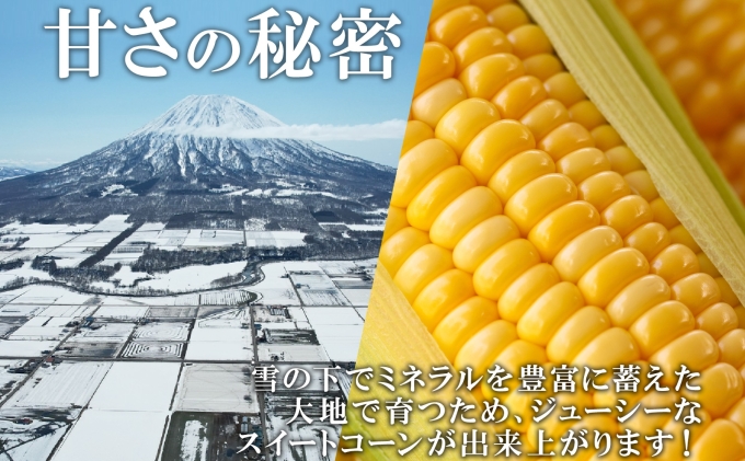 北海道倶知安町のふるさと納税 【 2026年 出荷 】 北海道産 朝もぎ イエロー とうもろこし 味来 みらい 2Lサイズ 13本 約5kg 大きめ 夏野菜 とうきび 新鮮 野菜 トウモロコシ ギフト 産地直送 コーン 産直 グリーンアースファーム スイートコーン