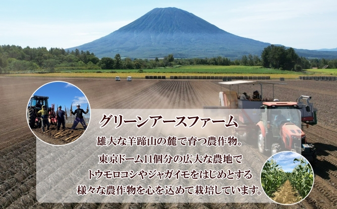 北海道倶知安町のふるさと納税 【 2026年 出荷 】 北海道産 朝もぎ イエロー とうもろこし 味来 みらい 2Lサイズ 13本 約5kg 大きめ 夏野菜 とうきび 新鮮 野菜 トウモロコシ ギフト 産地直送 コーン 産直 グリーンアースファーム スイートコーン