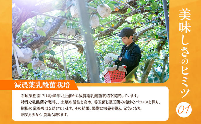 岡山県玉野市のふるさと納税 梨 2026年 先行予約 あたご梨  2玉 (1玉 約950g) 化粧箱 【11月下旬～12月中旬頃発送】ナシ なし 岡山県産 国産 フルーツ 果物 ギフト 石原果樹園 愛宕梨 日本一大きい梨