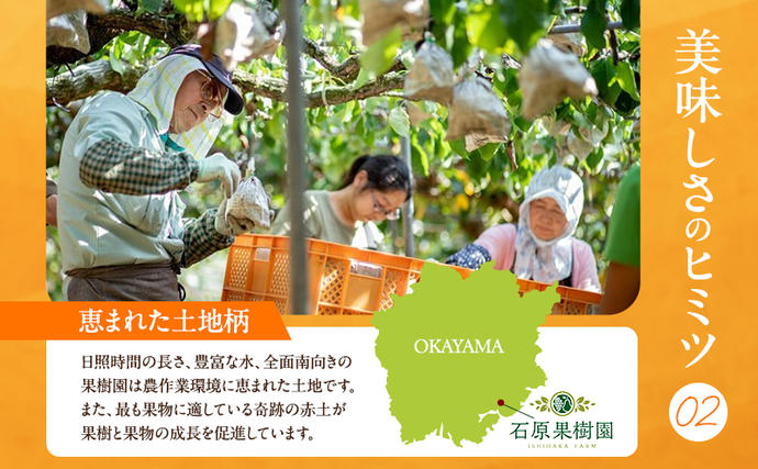 岡山県玉野市のふるさと納税 梨 2026年 先行予約 あたご梨  2玉 (1玉 約950g) 化粧箱 【11月下旬～12月中旬頃発送】ナシ なし 岡山県産 国産 フルーツ 果物 ギフト 石原果樹園 愛宕梨 日本一大きい梨