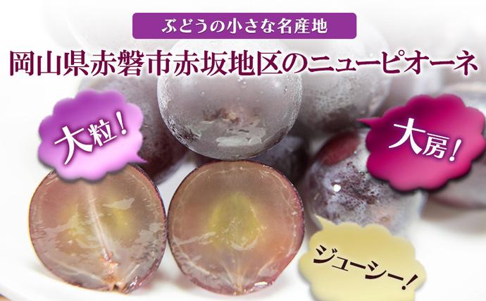 岡山県赤磐市のふるさと納税 ぶどう 2026年 先行予約 ニュー ピオーネ 大粒 大房 1房 650g以上 ブドウ 葡萄 岡山県 赤磐市産 国産 フルーツ 果物 ギフト 赤坂青空市 黒ブドウ 果物類