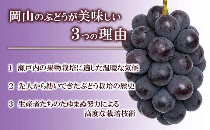 岡山県赤磐市のふるさと納税 ぶどう 2026年 先行予約 ニュー ピオーネ 大粒 大房 1房 650g以上 ブドウ 葡萄 岡山県 赤磐市産 国産 フルーツ 果物 ギフト 赤坂青空市 黒ブドウ 果物類